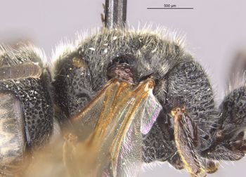 Media type: image;   Entomology 27620 Aspect: thorax lateral